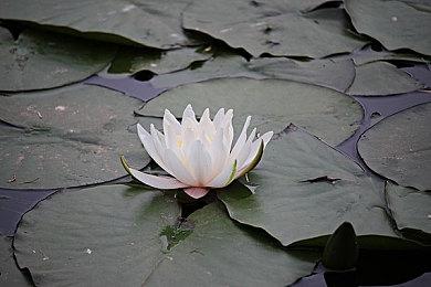 美国纽约州推出法案 正式认可电子产品消费者维修权